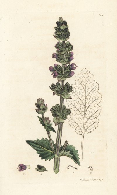 Salvia inglese selvatica, Salvia verbenaca da William Hayes