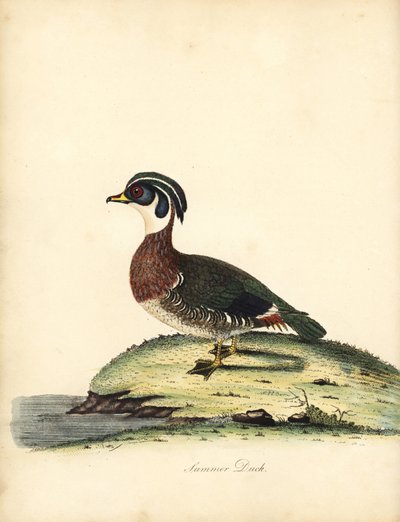 Anatra sposa, Aix sponsa (incisione di William Hayes da 