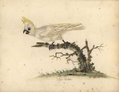 Cacatua a cresta gialla, Cacatua sulphurea da William Hayes
