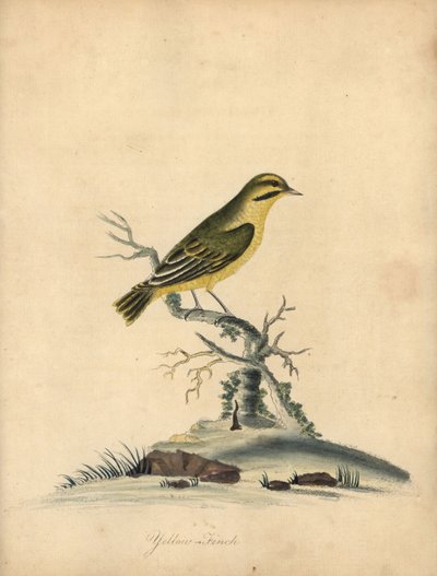Fringuello giallo, Fringilla butyracea da William Hayes