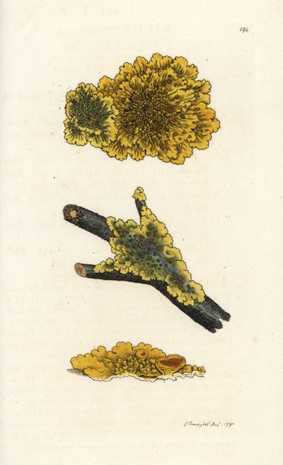 Lichene giallo da muro, Lichen parietinus. Incisione a mano colorata da James Sowerby da 