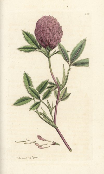 Trifoglio zigzag, Trifolium medium da William Hayes