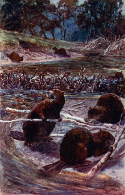 "Costruiscono una diga attraverso il ruscello" da William Henry Charles Groome