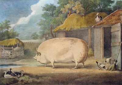 Una scrofa di Leicester, 2 anni, proprietà di Samuel Wiley da William Henry Davis