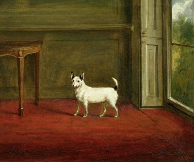 Ritratto di un Jack Russell Terrier (in interni Regency) 1814 da William Henry Davis