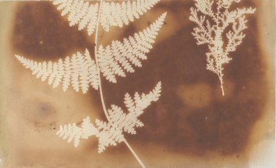 1. Felce. 2. Alga da William Henry Fox Talbot