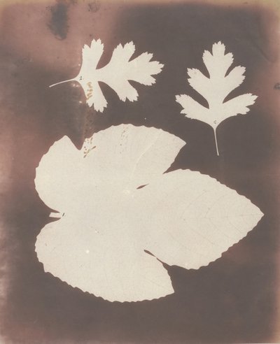 1. Foglia di fico. 2. Foglia di spina bianca, 1839 da William Henry Fox Talbot
