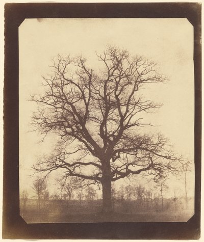 [Una quercia in inverno] da William Henry Fox Talbot