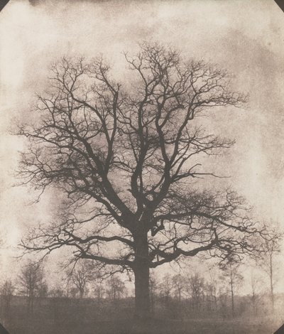 Un albero di quercia in inverno, c.1892-93 da William Henry Fox Talbot