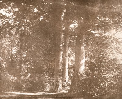 Faggi, Abbazia di Lacock, c.1844 da William Henry Fox Talbot