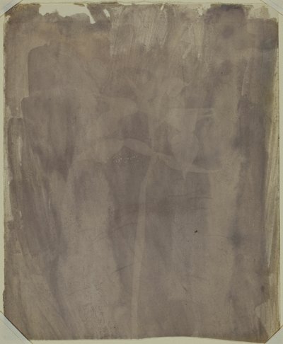 Campione botanico da William Henry Fox Talbot