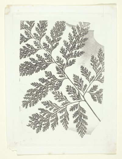 Ramo di felce da William Henry Fox Talbot
