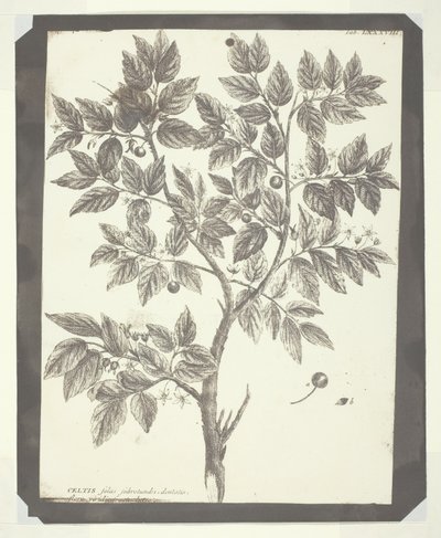 Copia di incisione botanica di "Celtis" da William Henry Fox Talbot
