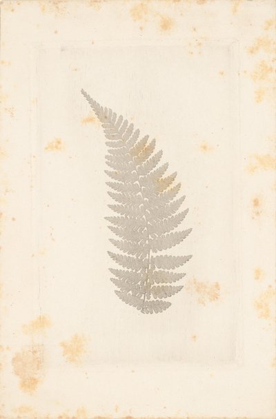 [Far] da William Henry Fox Talbot