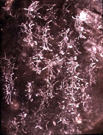 Caprifoglio, giugno 1840 da William Henry Fox Talbot