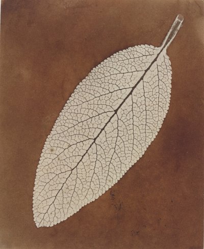 Studio di foglie da William Henry Fox Talbot