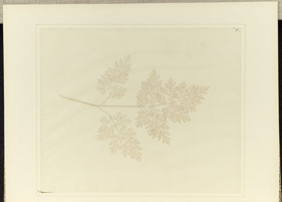 Foglia di una pianta da William Henry Fox Talbot