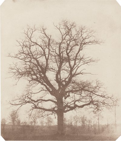 Quercia da William Henry Fox Talbot