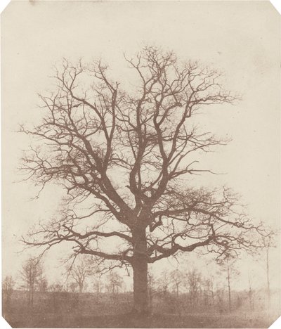 Albero di quercia, metà del 1840 (foto) da William Henry Fox Talbot