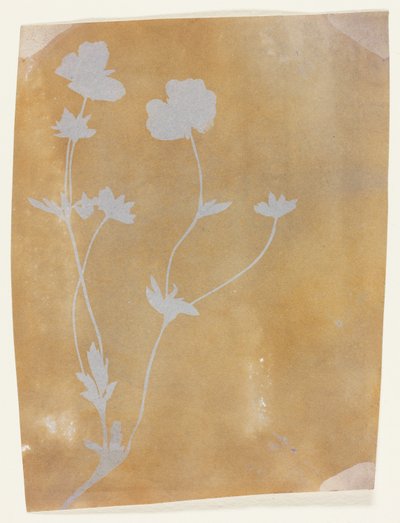 Stelo di foglie e fiori da William Henry Fox Talbot