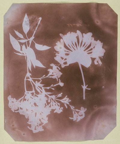 Due esemplari di piante da William Henry Fox Talbot