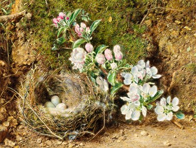 Ramo di fiori di melo e nido d