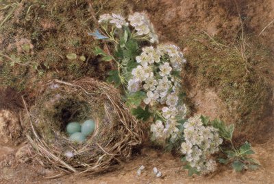 Fioritura di maggio e nido di passero, 1845 da William Henry Hunt