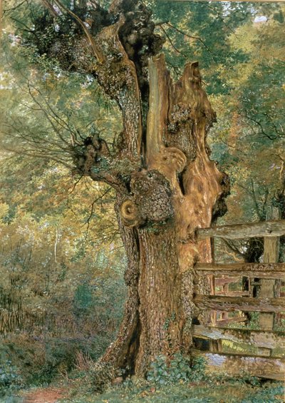Olmo pollard ai margini del villaggio da William Henry Hunt