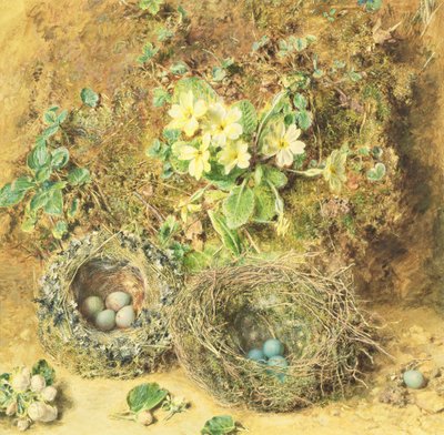 Primule e nidi di uccelli da William Henry Hunt