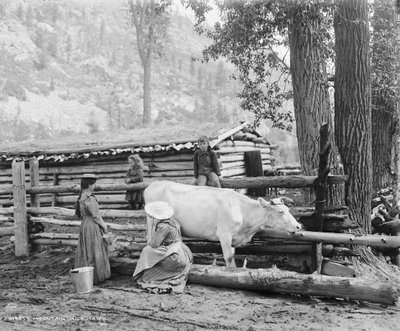 Lattaie di montagna in Colorado, c.1900 (foto b/n) da William Henry Jackson