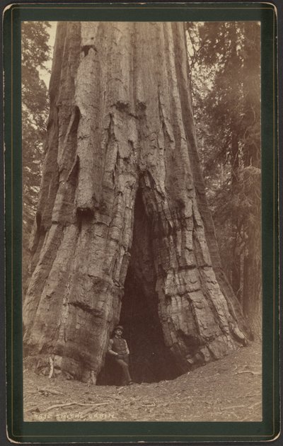 Cabina Smiths da William Henry Jackson