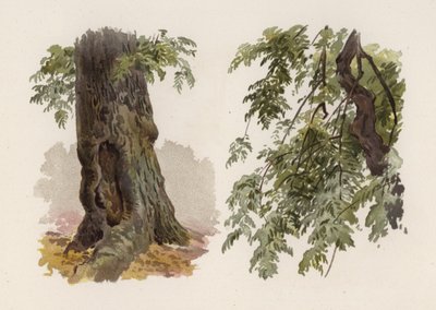 Alberi: Il Frassino (litografia a colori) da William Henry James (after) Boot