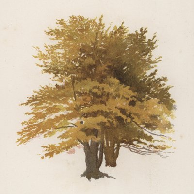 Alberi: Il Faggio da William Henry James (after) Boot