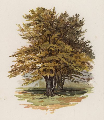 Alberi: Il Faggio da William Henry James (after) Boot