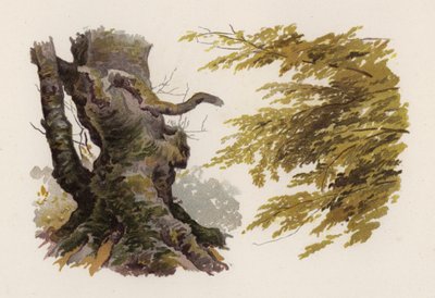 Alberi: Il faggio da William Henry James (after) Boot
