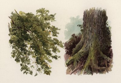 Alberi: L