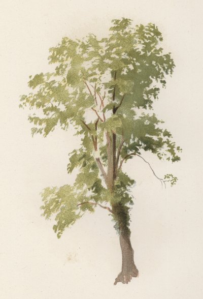 Alberi: L