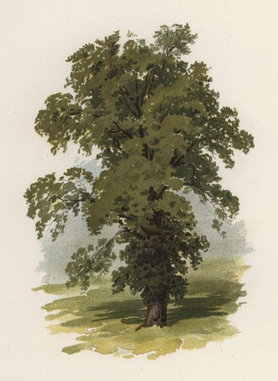 Alberi: L