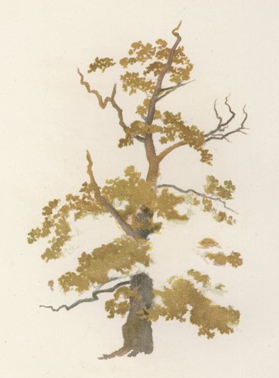 Alberi: La quercia da William Henry James (after) Boot