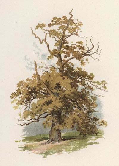 Alberi: La Quercia da William Henry James (after) Boot