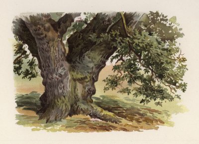 Alberi: La Quercia da William Henry James (after) Boot