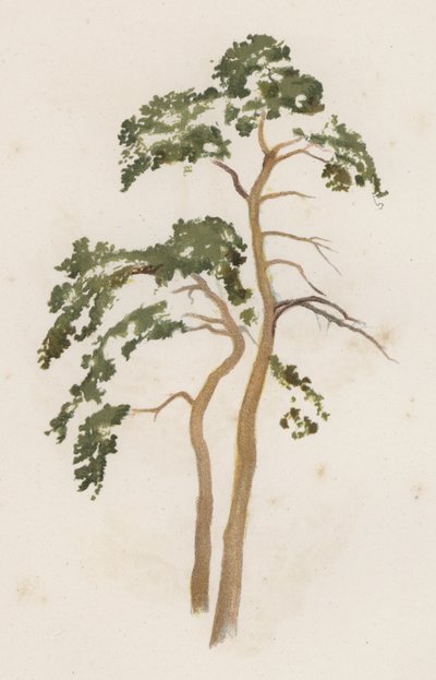 Alberi: Il Pino Scozzese da William Henry James (after) Boot