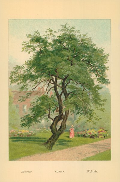 Acacia da William Henry James Boot