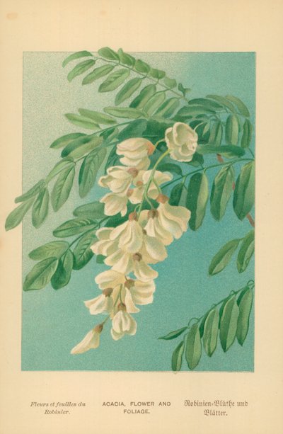 Acacia, fiore e fogliame da William Henry James Boot