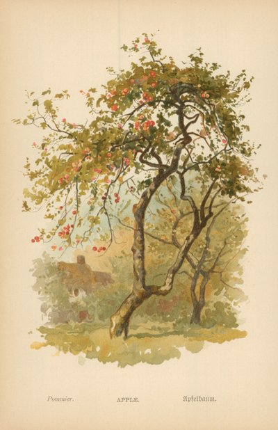 Mela da William Henry James Boot