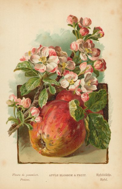 Fiori di melo e frutta da William Henry James Boot