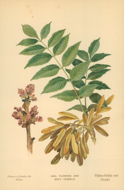 Frassino, Fiori e Capsule da William Henry James Boot