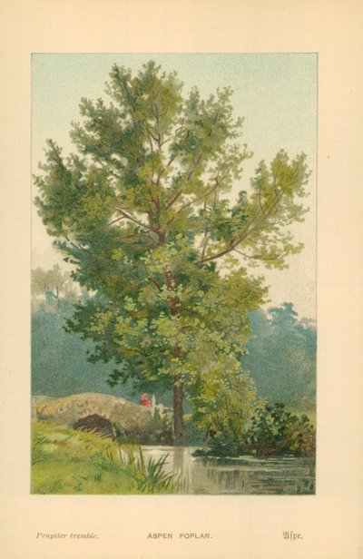 Pioppo tremulo da William Henry James Boot