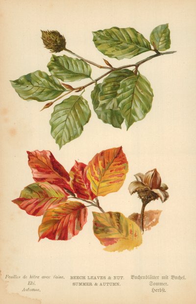 Foglie e noci di faggio. Estate e autunno da William Henry James Boot