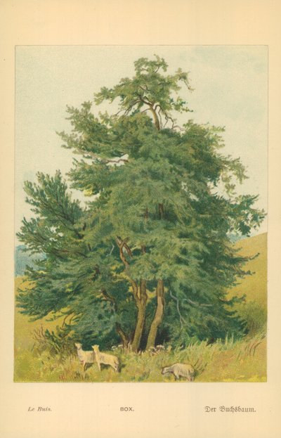 Scatola da William Henry James Boot